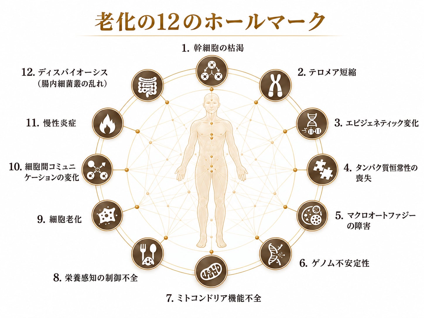 老化の12のホールマークと、それぞれが影響し合う関係を示した図
