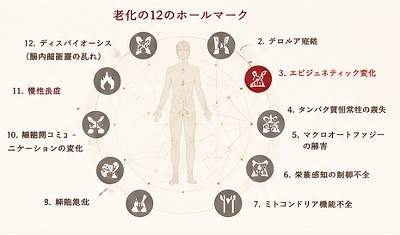 老化の12のホールマークと、それぞれが影響し合う関係を示した図