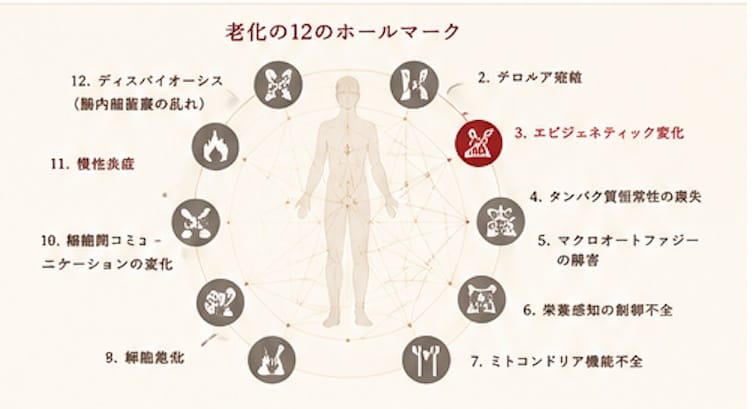 老化の12のホールマークの中でエピジェネティック変化を強調した図