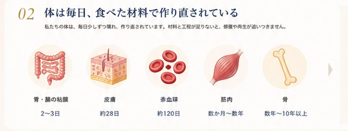 胃腸、皮膚、赤血球、筋肉、骨の更新にかかる時間を示す図
