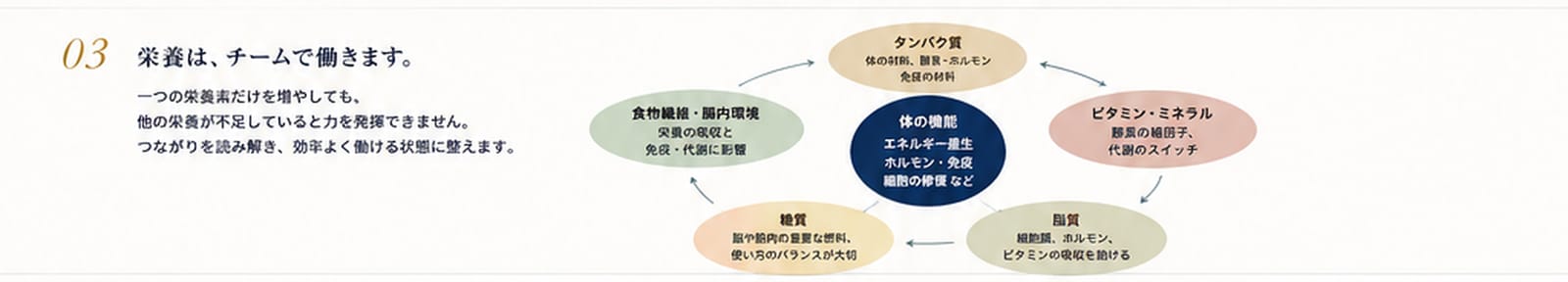 タンパク質、脂質、糖質、ビタミン・ミネラル、食物繊維・腸内環境が連携する図