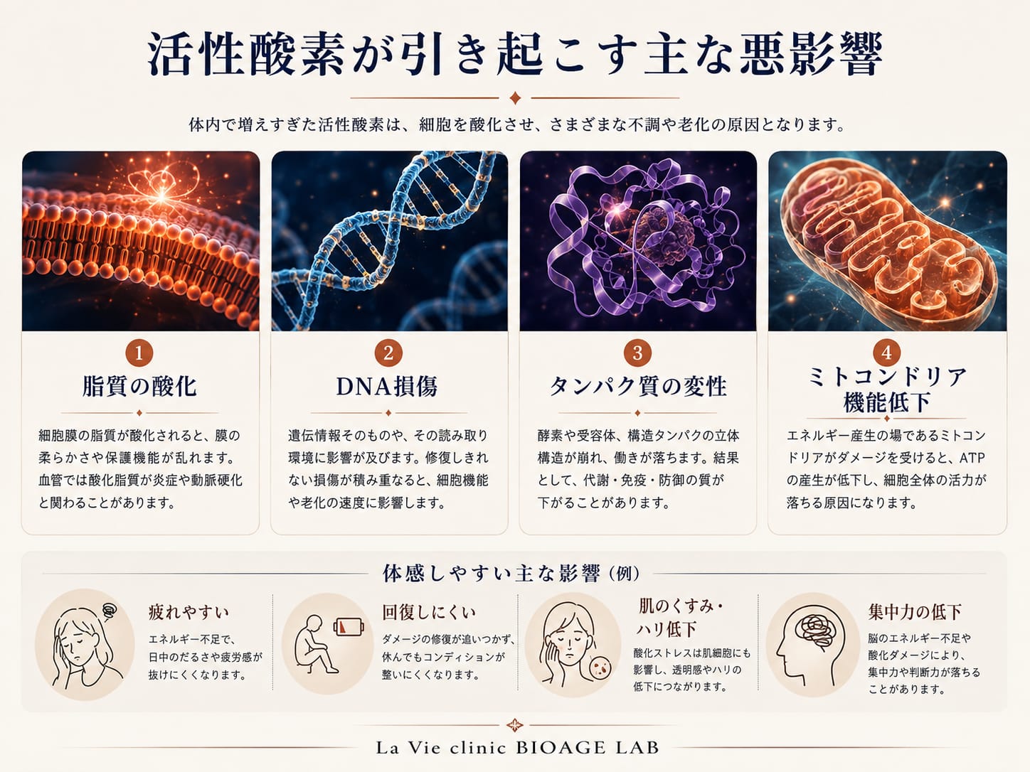 活性酸素が脂質・DNA・タンパク質に与える影響を示す図