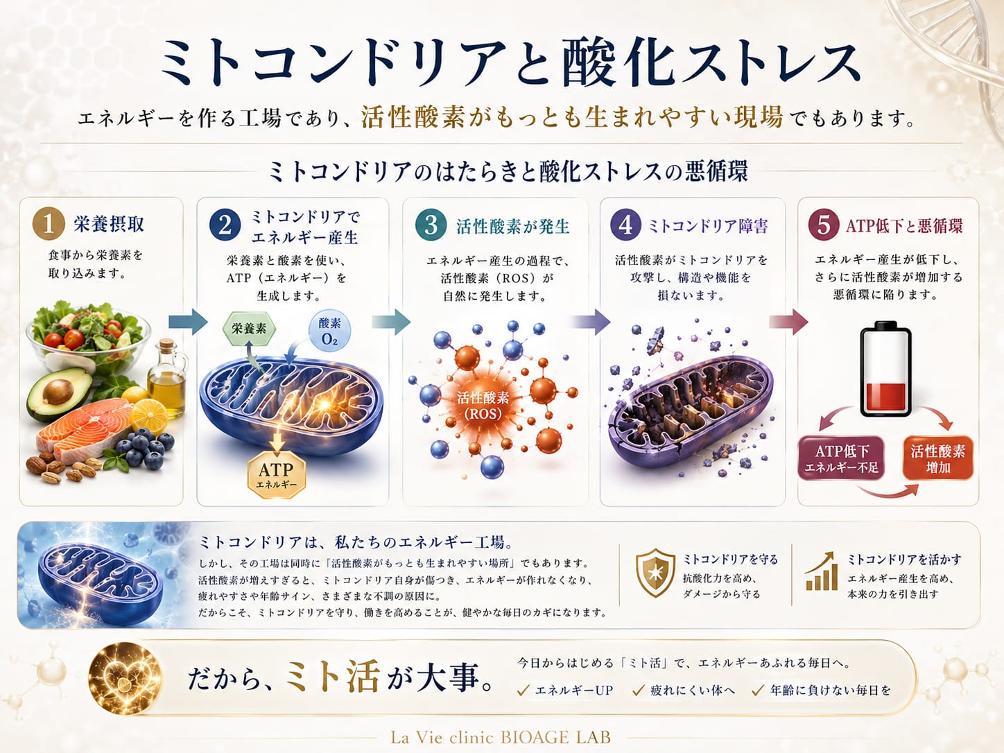 ミトコンドリアと酸化ストレスの循環を示す図
