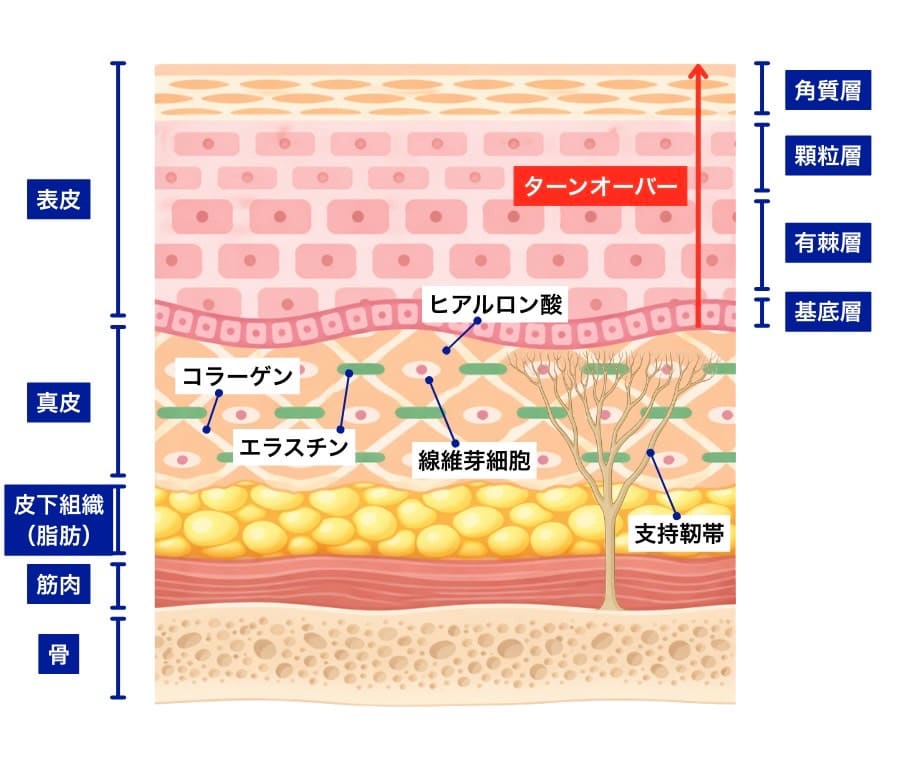 顔の断面図 - 骨から表皮までの6層構造