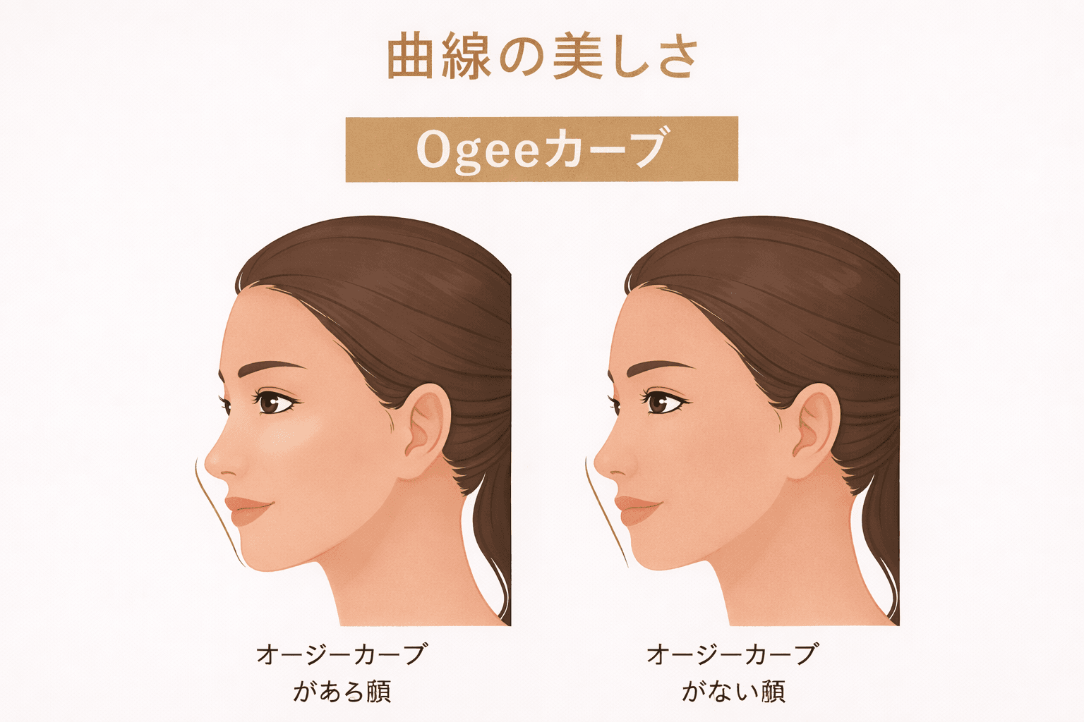 曲線の美しさ(Ogee カーブ)
