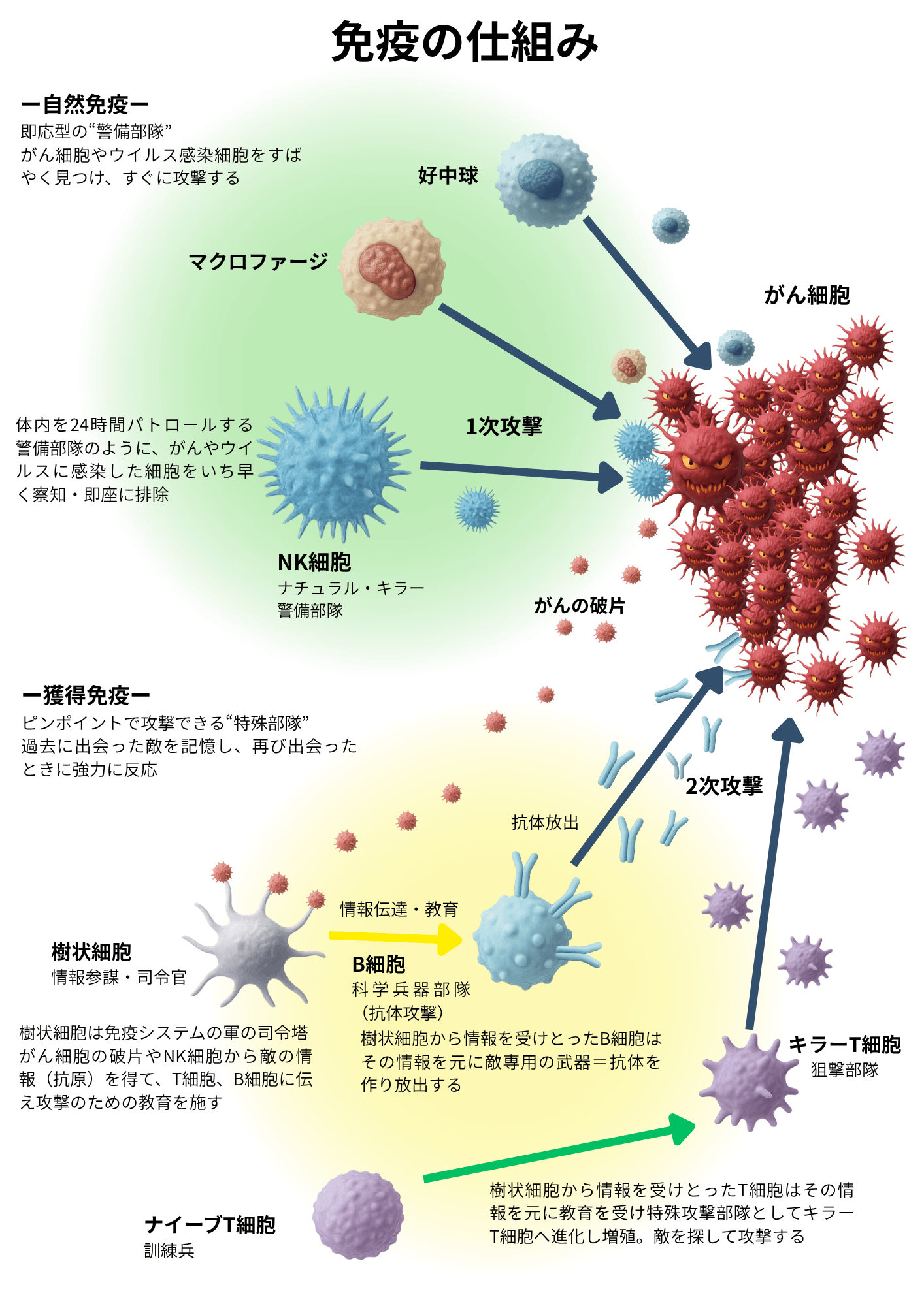 免疫システムの連携