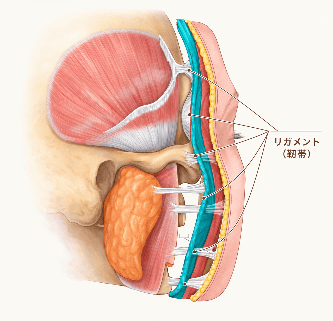 たるみとリガメントの関係