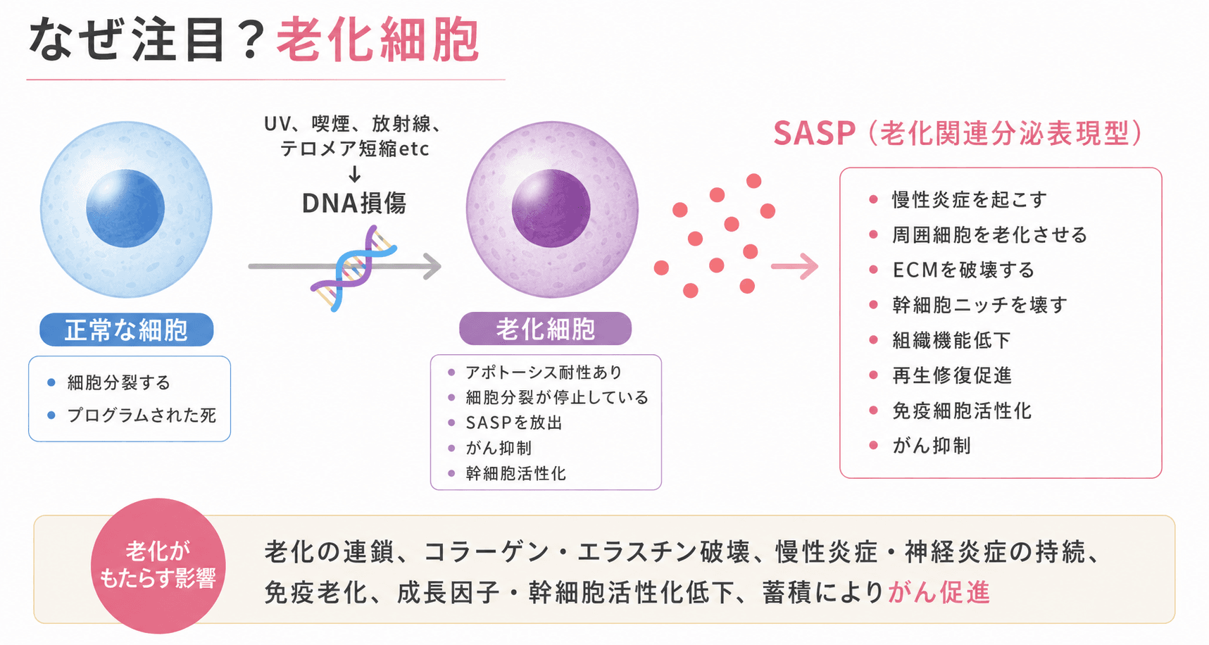 SASP参考画像